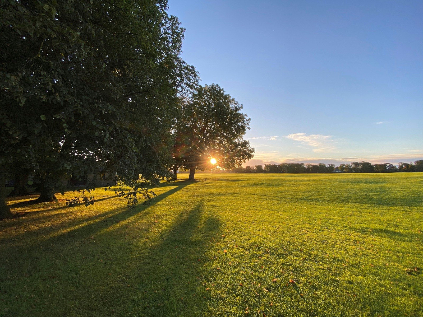 Low evening sun casting long tree shadows across pasture